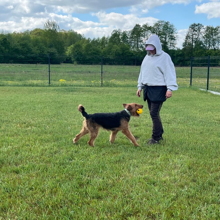 Trenerka Magda z psem Airedale terrier na placu treningowym. Pies trzyma w pysku piłkę i podchodzi do Magdy