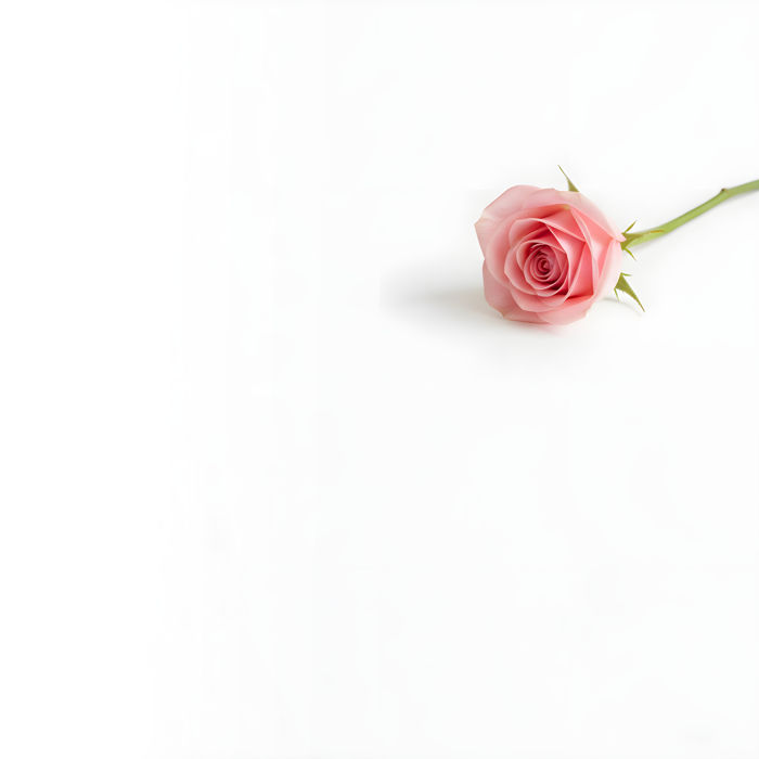 Pink rose lies down on white background | Ai Generated