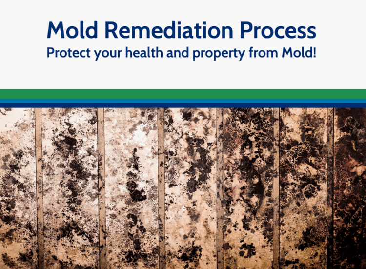 Mold Remediation Miami