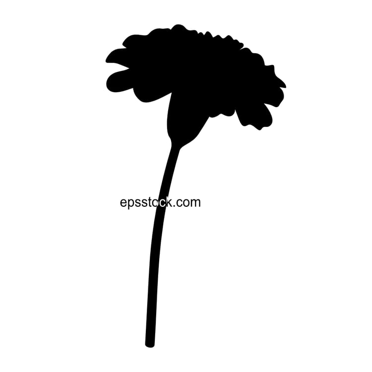 Marigold flower blossom