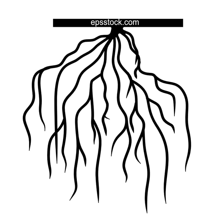 fine root system