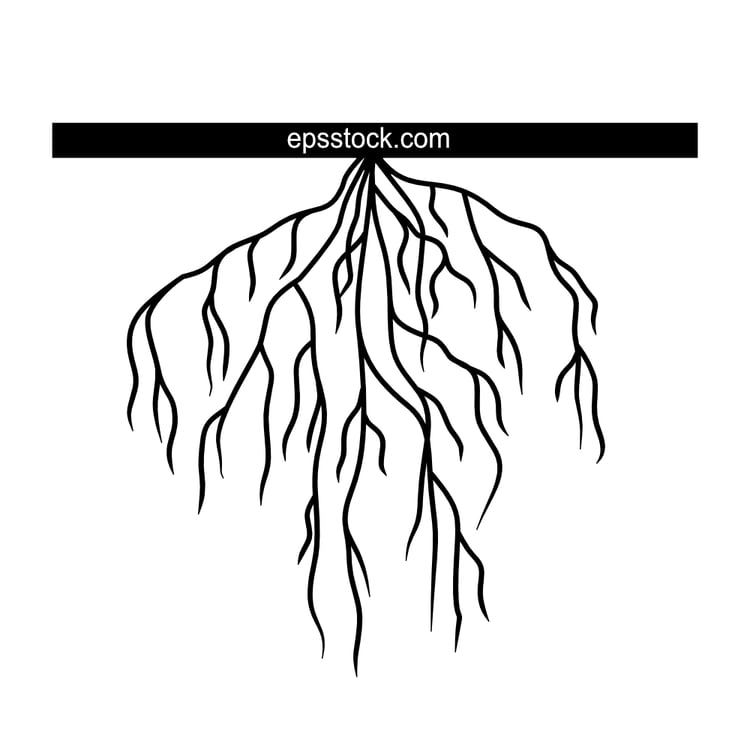 Coarse root system