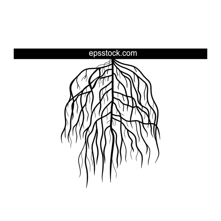 restricted branching root system