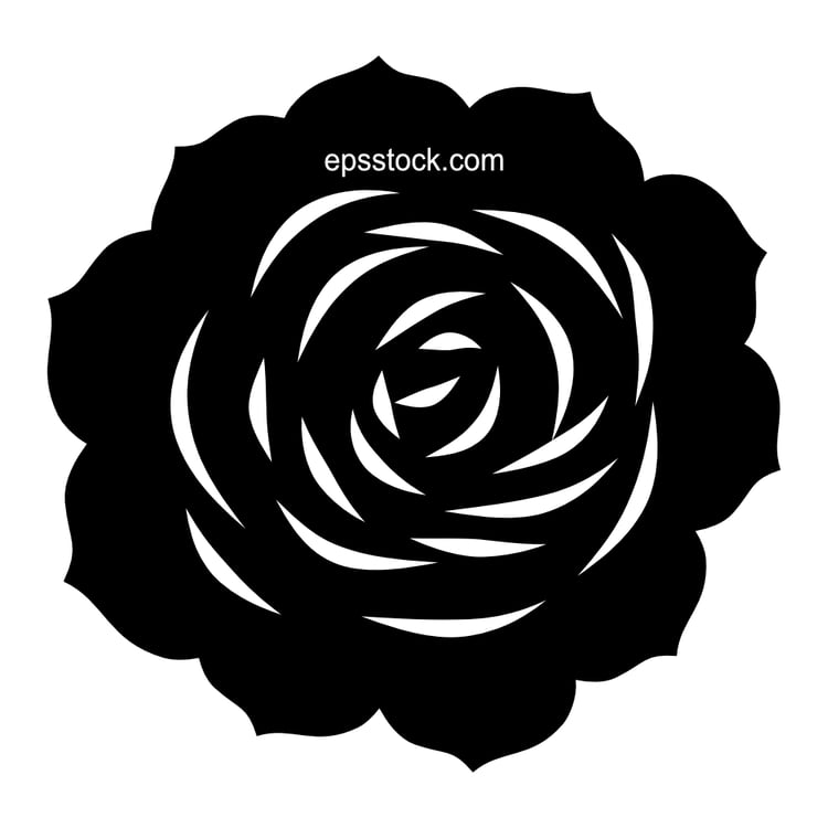 succulent cactus flower