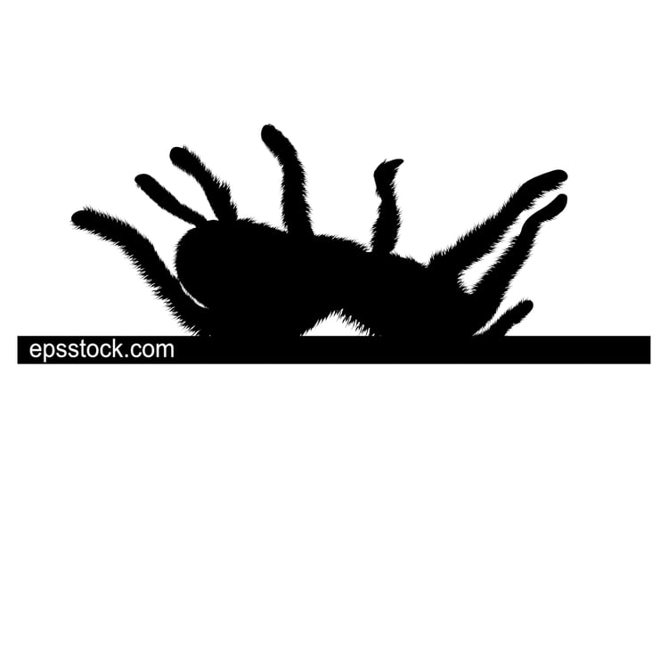 dead Tarantula