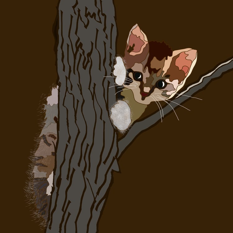 kitten in a tree staring