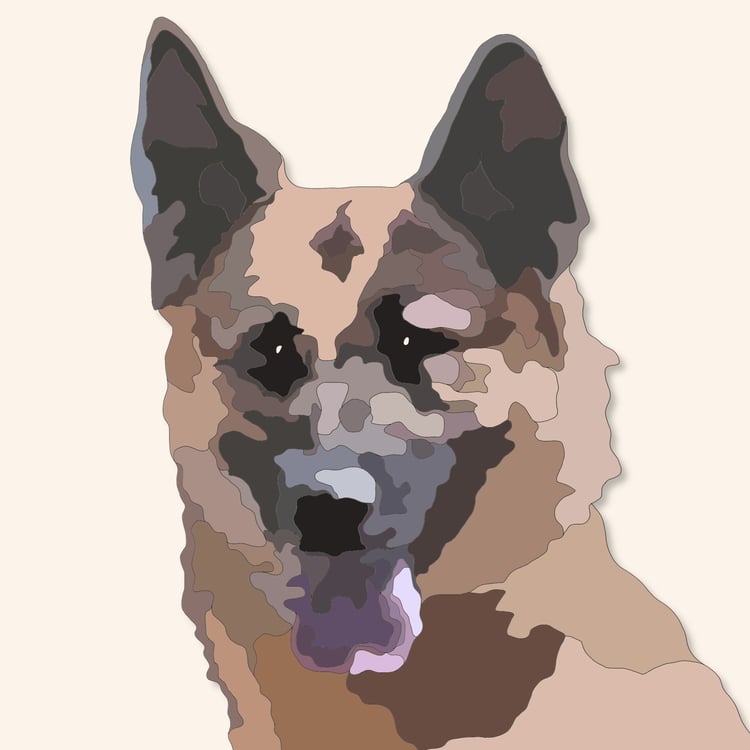 portrait of a mine detection dog