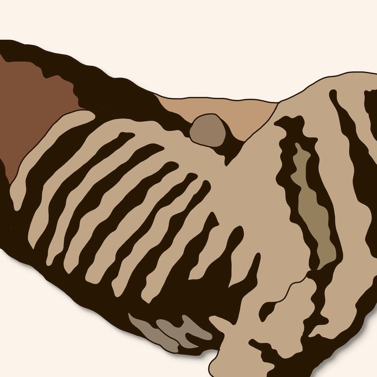 a dog's pertruding rib cage