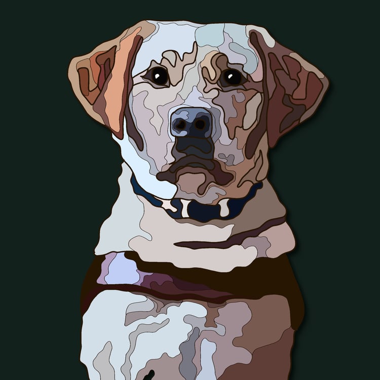 A healthy labrador