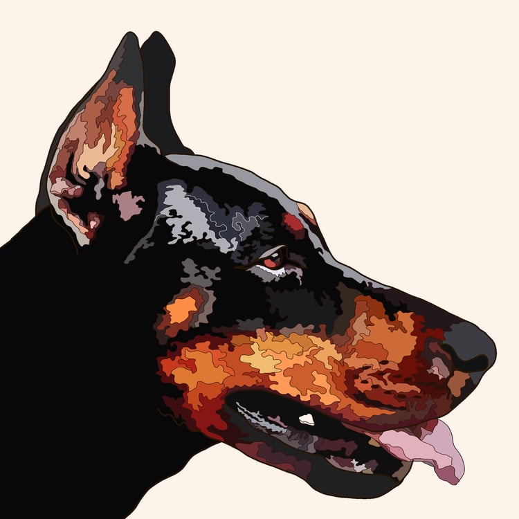 portrait of a dobermann