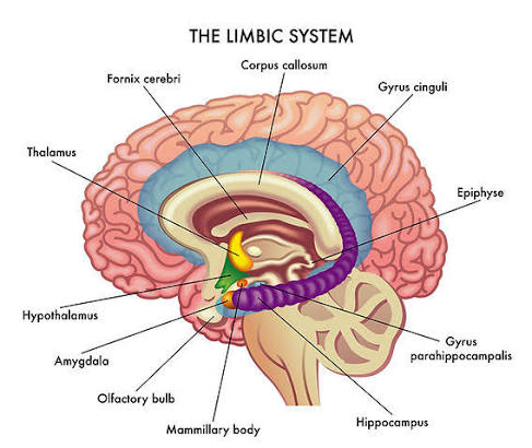 Description and division of the brain
