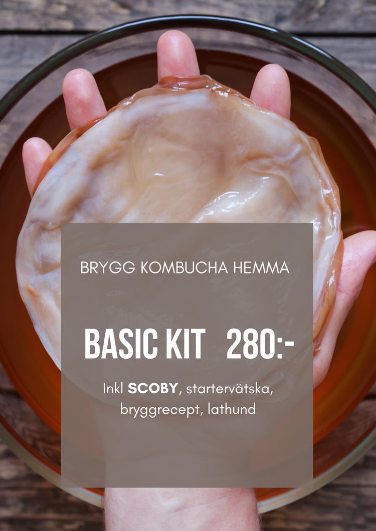 brygg kombucha hemma, scoby
