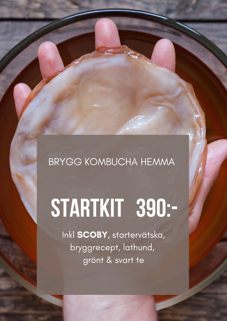 brygg hemma, köp startkit kombucha, scoby, startervätska, bryggmanual
