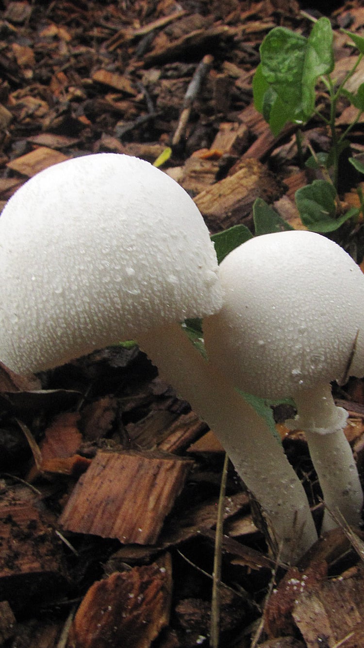 two white mushrooms.