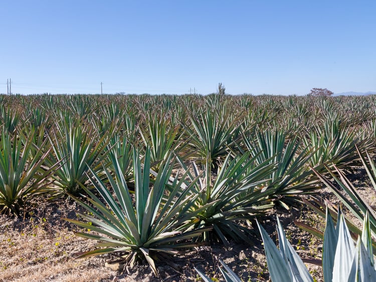 A wide horizontal landscape photograph of a vast field of sharp, green Espadín agave plants stretching to the horizon under a clear blue sky in Oaxaca.