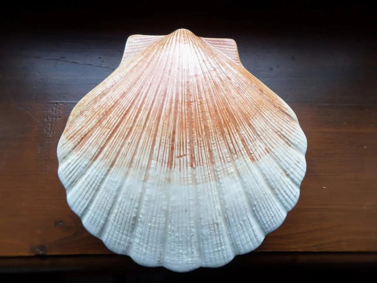 charming 1970s faience scallop shell lidded box in beige and light-brown glaze, by Caugant
