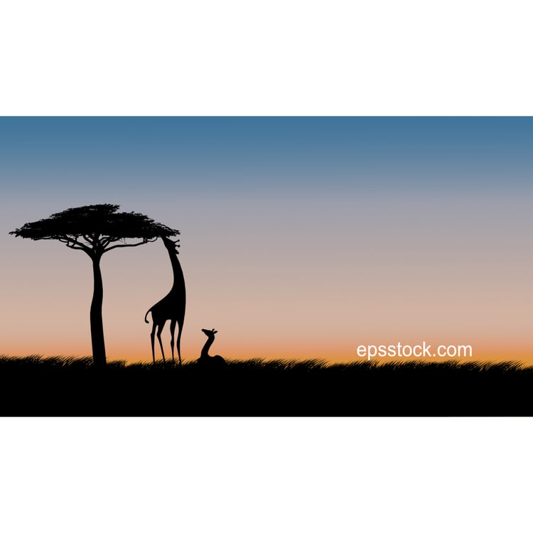 giraffe on safari at sunset, color vector illustration