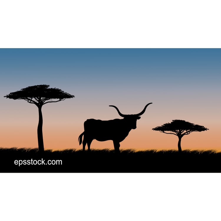 Cow with big horns at sunset, color vector illustration