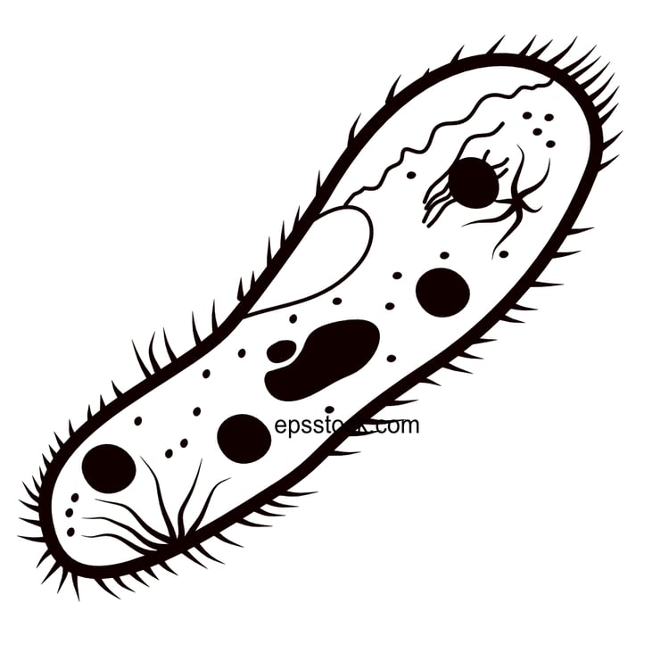 Paramecium symbol, black isolated vector silhouette