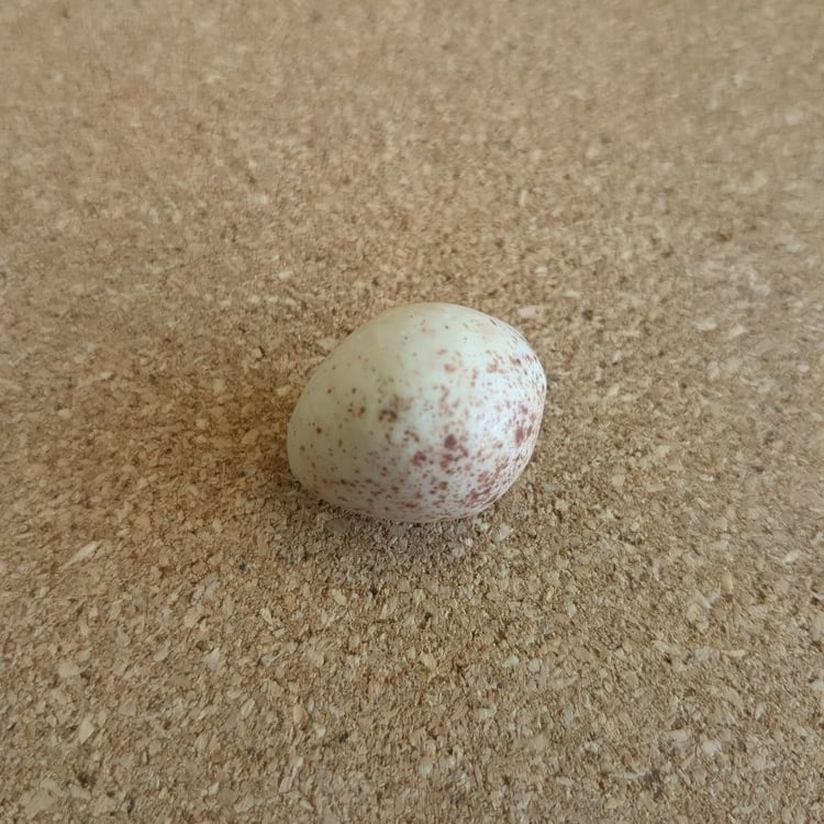 An off white egg with brown speckles