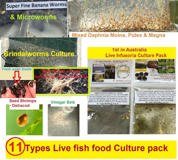 aquarium live food culture microworms bananaworms whiteworms grindalworms brine shrimps eggs