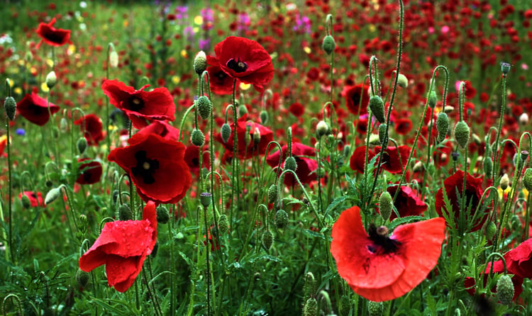Field of Poppies