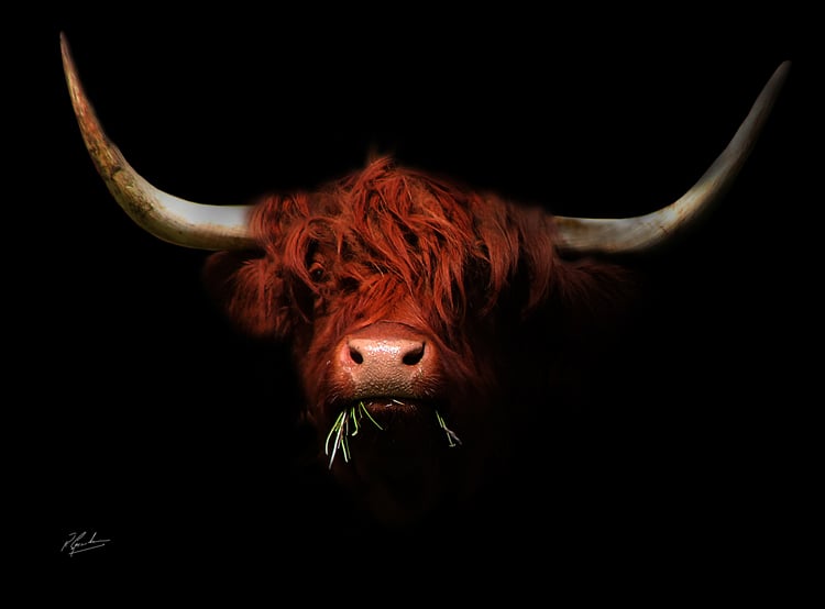 Heidi highland cow