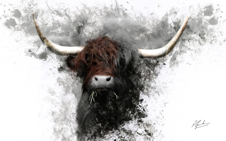 Highland Cow in ink