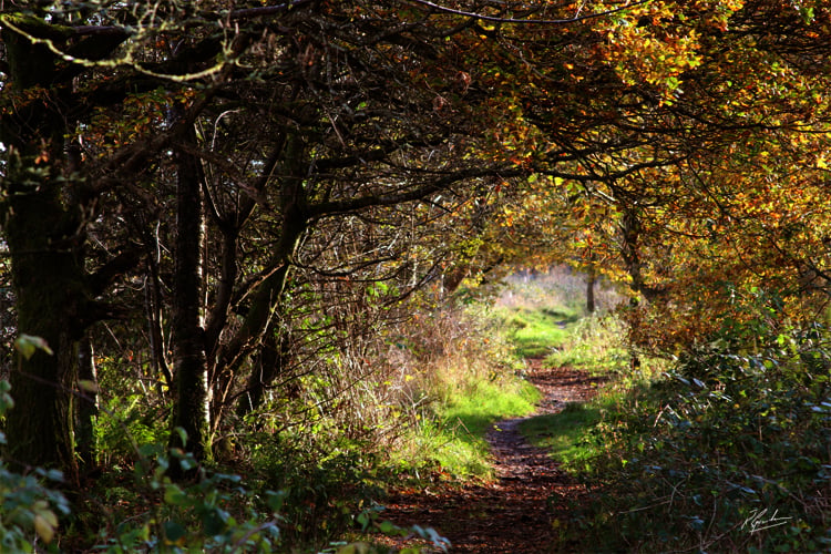 Ardmore path Scotland