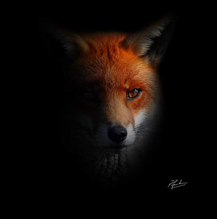 Fox
