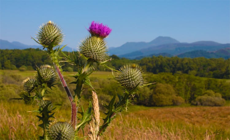 Thistle and Ben
