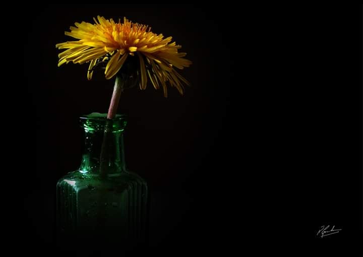 Dandelion and poison bottle