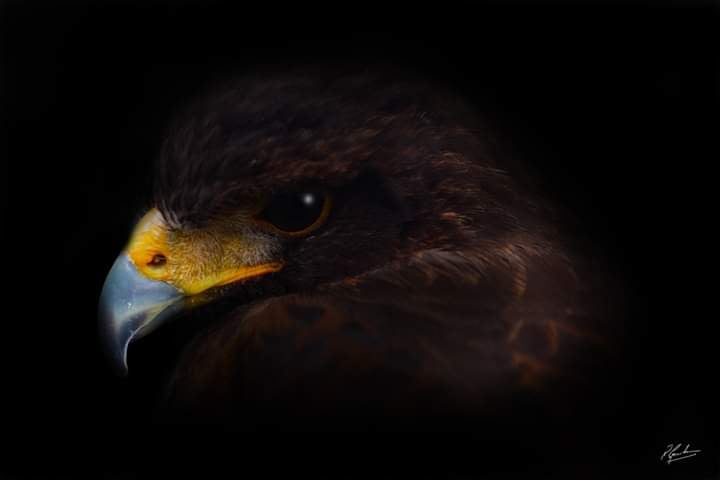 Harris Hawk