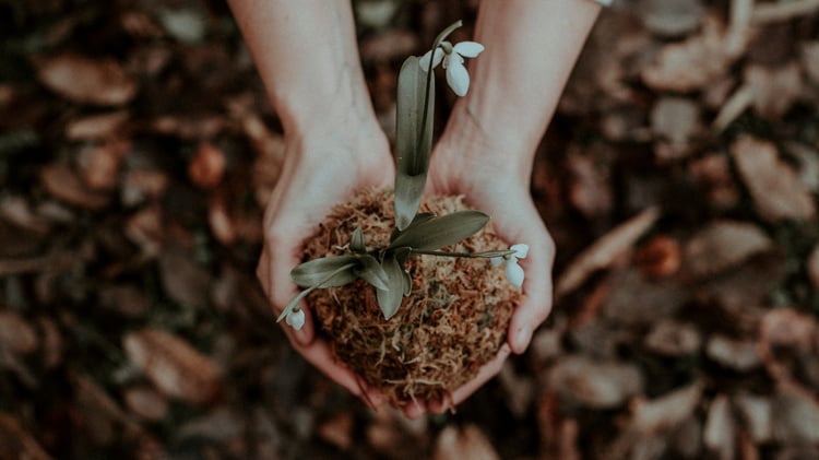 Overhead view of two cupped hands holding a small moss-covered plant with delicate white snowdrop flowers, roots exposed, symbolizing nurtured creativity and human potential taking root — reflecting Ken Robinson's message that intelligence, like nature, needs the right conditions to grow.