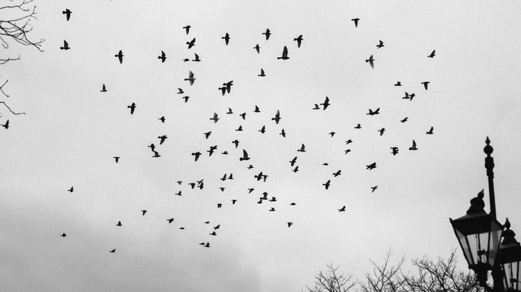Black-and-white photo of a scattered flock of birds in flight against an overcast sky, each moving on its own path yet part of one shared pattern — symbolizing scattered thoughts finding a single frequency, above bare tree branches and an old street lamp.