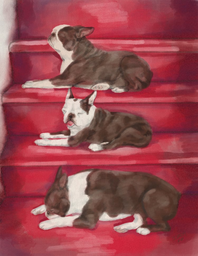 Three funny Boston Terriers on red background