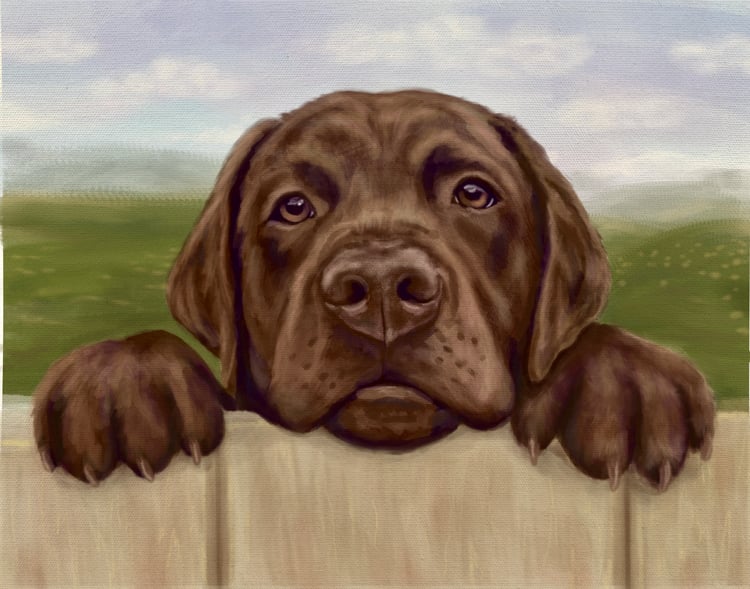 Chocolate Lab peeking over a fence Labrador Retreiver