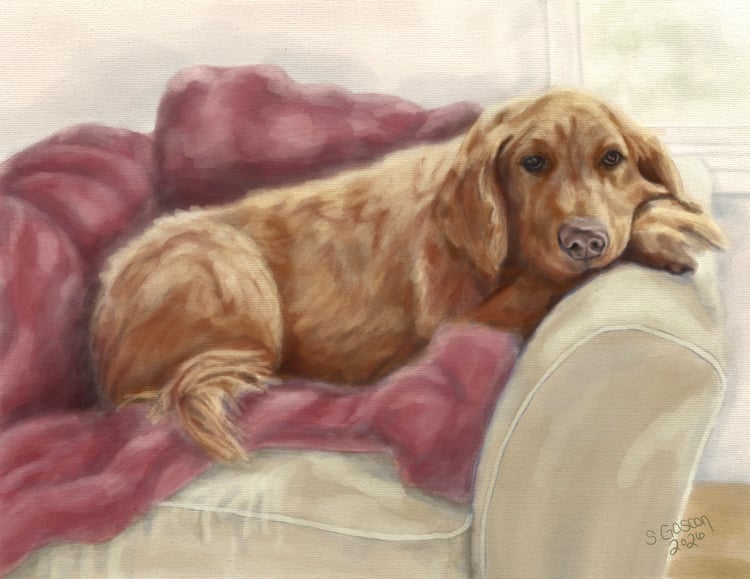Golden Retriever cuddled in a red blanket at home