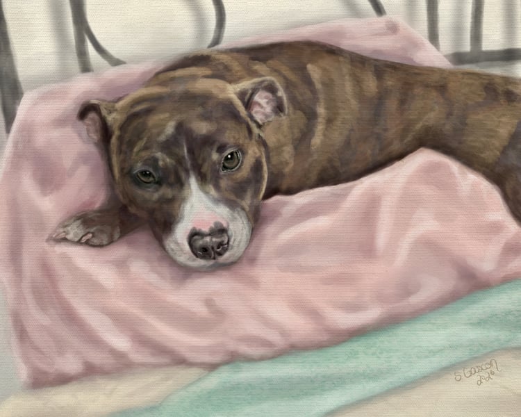 Brindle pitpull dog cuddled up on a pink pillow in bed