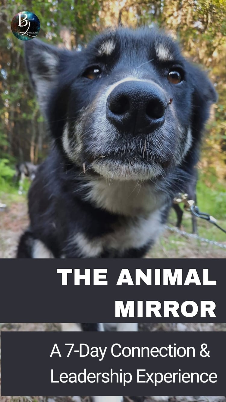 #animalmirror #leadership #liveexperience #connection
