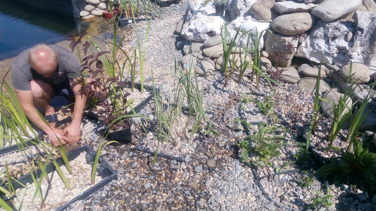 Planting aquatic and marginal plants in the shallow regeneration zone of a natural swimming pond, forming part of the biological water filtration system.