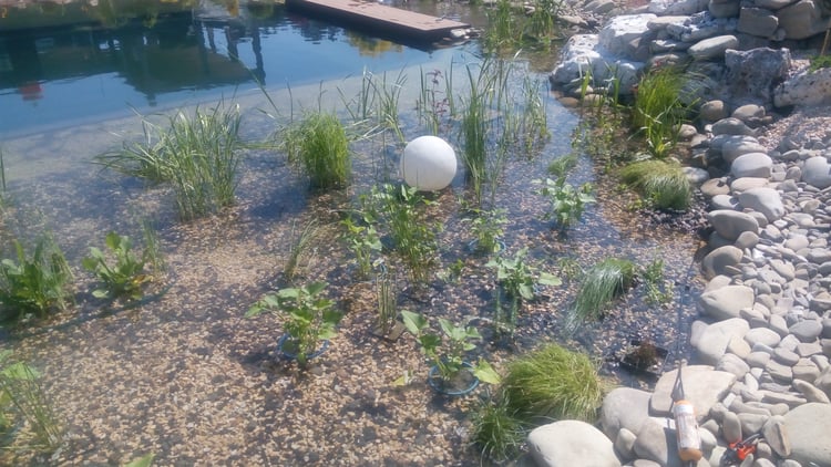 Planting aquatic and marginal plants in the shallow regeneration zone of a natural swimming pond, forming part of the biological water filtration system.