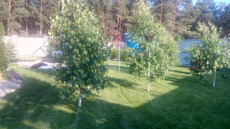 Shaded lawn and tree area in a large family garden, designed for relaxation and children’s play during hot summer days