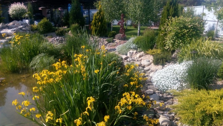 Flowering spring planting around a natural swimming pond, with irises, groundcover perennials, ornamental grasses and stone edging in a mature private garden.