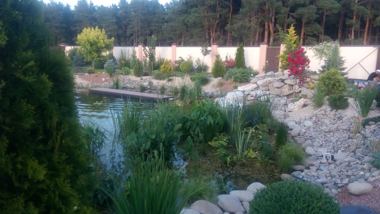 Mature natural swimming pond with aquatic planting, stone shoreline and layered ornamental landscaping blending into the adjacent forest.
