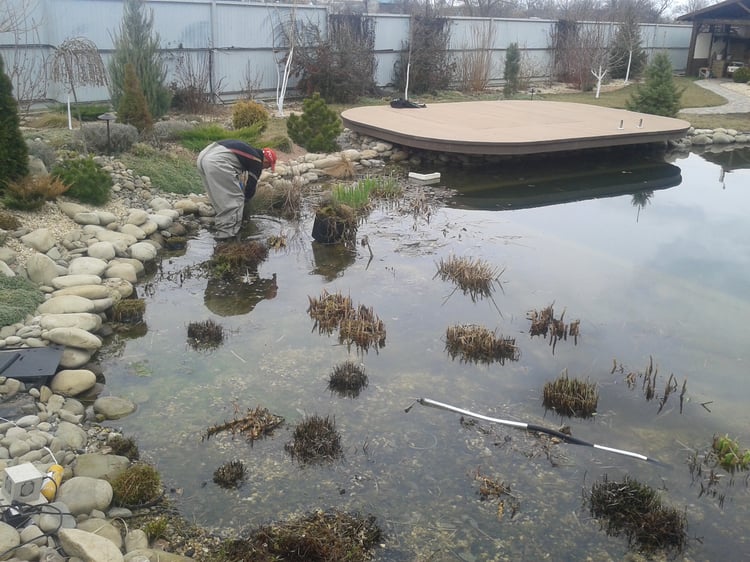 Spring maintenance of aquatic plants in the regeneration zone of a natural swimming pond, including seasonal pruning and cleaning.