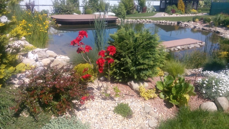 Summer planting around a natural swimming pond with flowering shrubs, conifers, perennials and established aquatic vegetation.