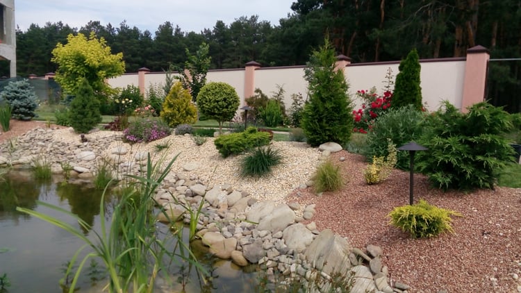 Mature ornamental planting along the shoreline of a natural swimming pond, combining conifers, roses, shrubs, stone and gravel.