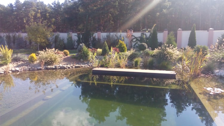 Natural swimming pond in late season with ornamental grasses, mature shoreline planting and a wooden platform reflected in the water.