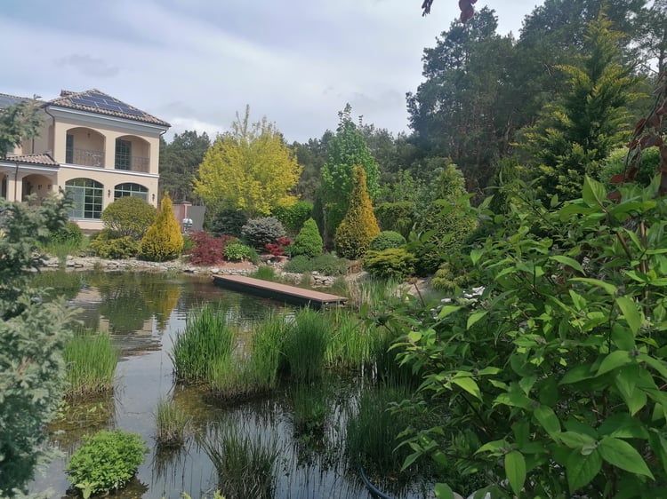 Mature natural swimming pond surrounded by layered ornamental planting, aquatic vegetation and established trees blending into the forest landscape.